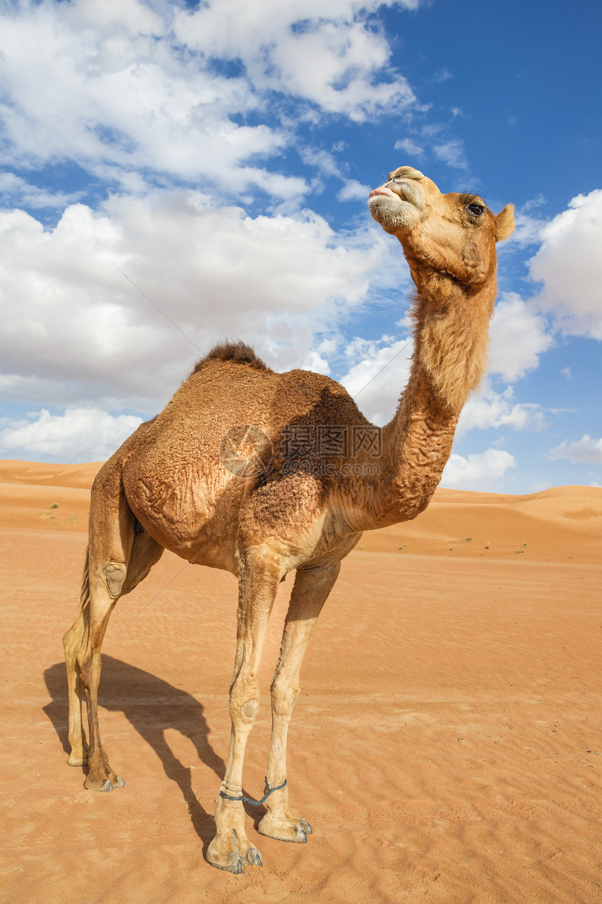 阿曼瓦伊巴骆驼动物旱谷假期旅行天空干旱婴儿哺乳动物沙丘图片