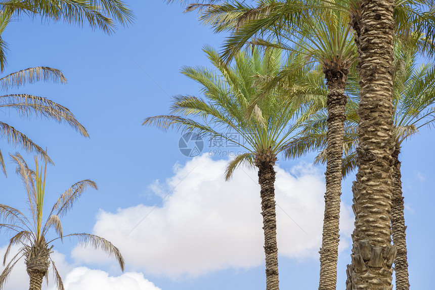 Al Haway 阿曼绿洲树木天空植物棕榈热带沙布旱谷旅行蓝色沙漠图片