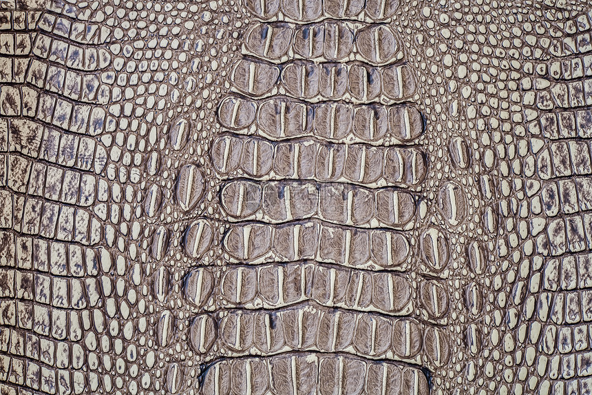 鳄皮织物巧克力荒野模仿宏观框架爬虫皮革野生动物蛇皮图片