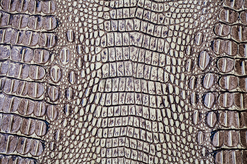 鳄皮奢华蜥蜴宏观荒野纺织品爬虫皮肤动物蛇皮牛皮图片