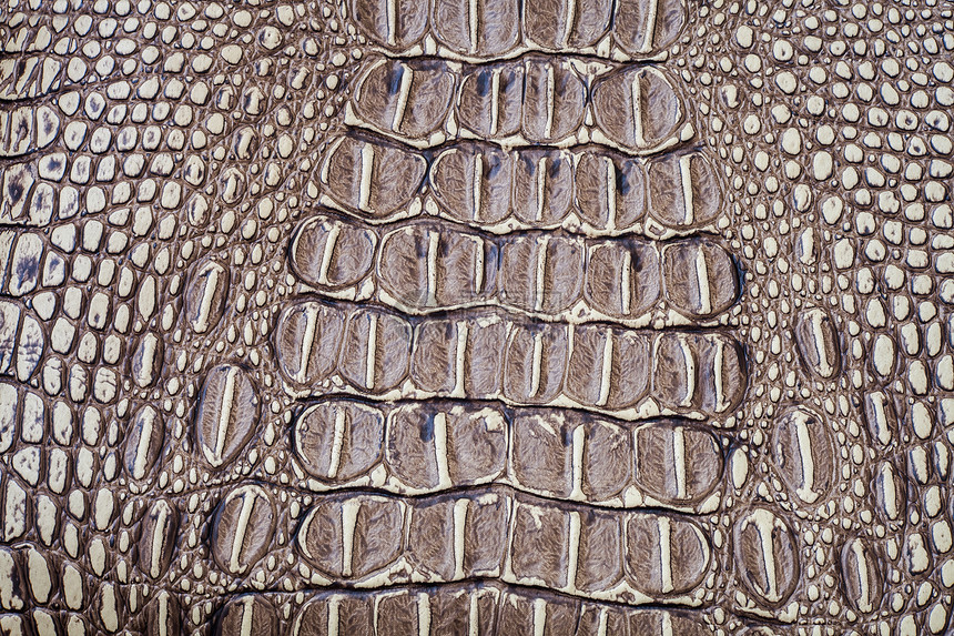 鳄鱼皮肤纹理纺织品动物真皮蛇皮爬虫巧克力材料蜥蜴濒危奢华图片