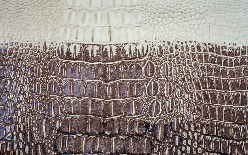 鳄鱼皮肤纹理皮革爬虫真皮蜥蜴蛇皮巧克力野生动物织物框架奢华图片