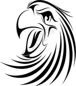 鹰脸筒捕食者动物猎物力量羽毛自由动物园航班食肉猫头鹰背景图片