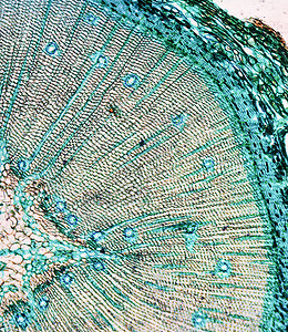 幻灯片素材网松木显微图照片松树幻灯片微图木头光学光显微研究显微镜实验室背景