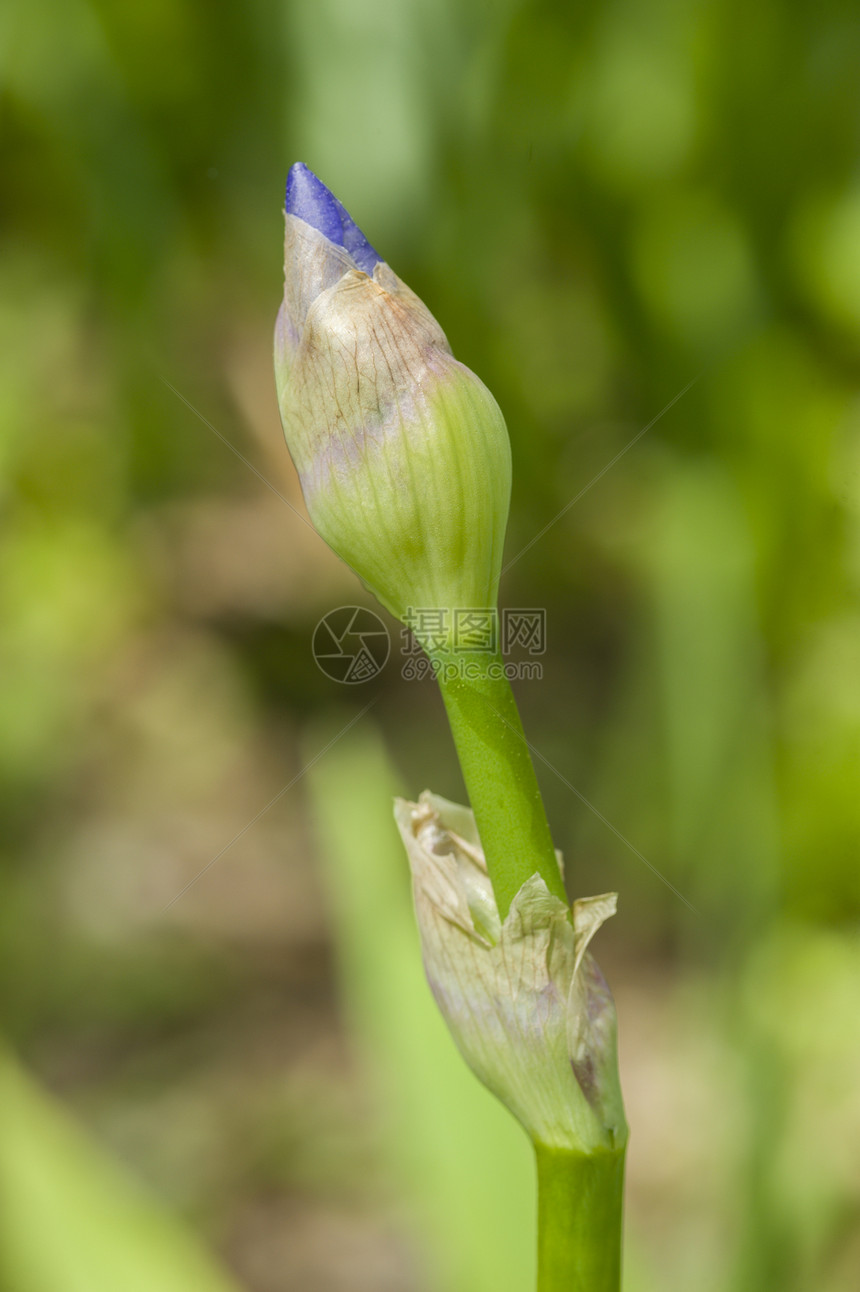 伊里斯花花的详情宏观蓝色美丽植物花园植物群植物学紫色季节花瓣图片