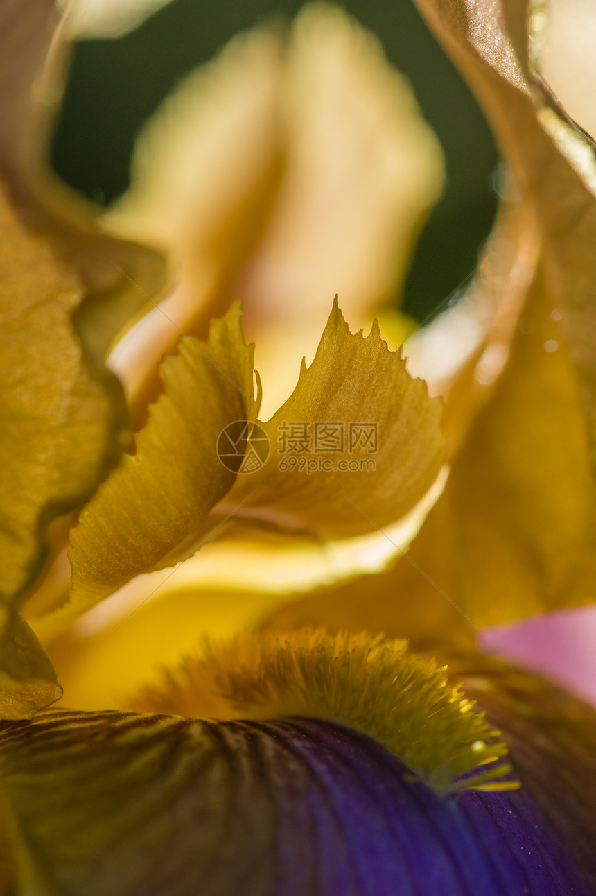 伊里斯花花的详情植物群季节园艺花瓣美丽绿色紫色花园植物学宏观图片