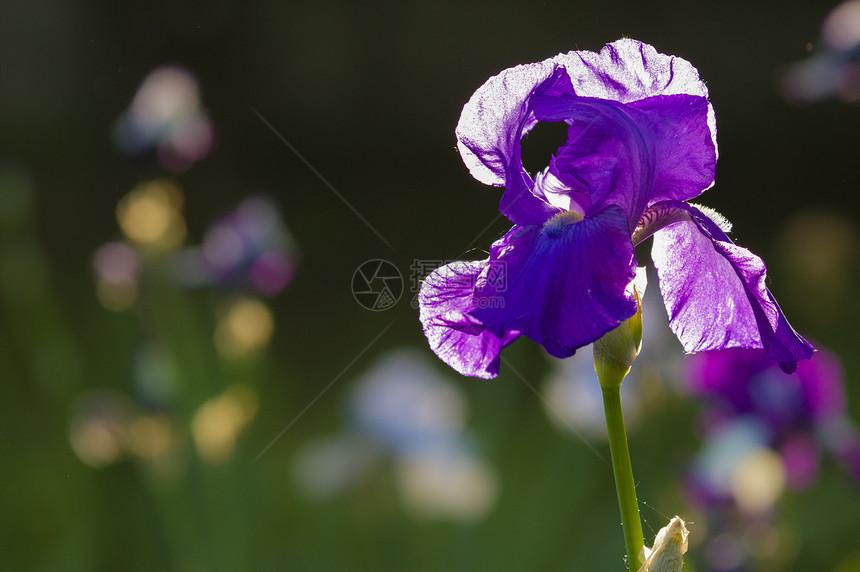 伊里斯花花的详情宏观植物学蓝色植物群花瓣植物花园花朵美丽紫色图片
