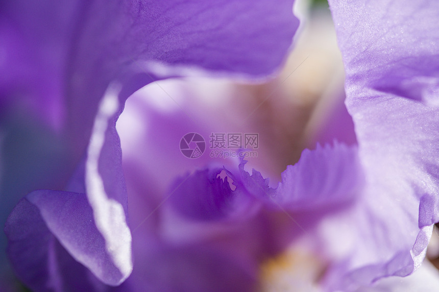 伊里斯花花的详情花瓣植物学紫色宏观蓝色绿色美丽花园园艺季节图片