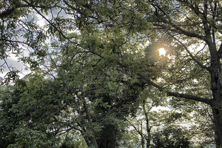 阳光下的绿叶太阳蓝色天空树叶分支机构橙子树木叶子棕色图片