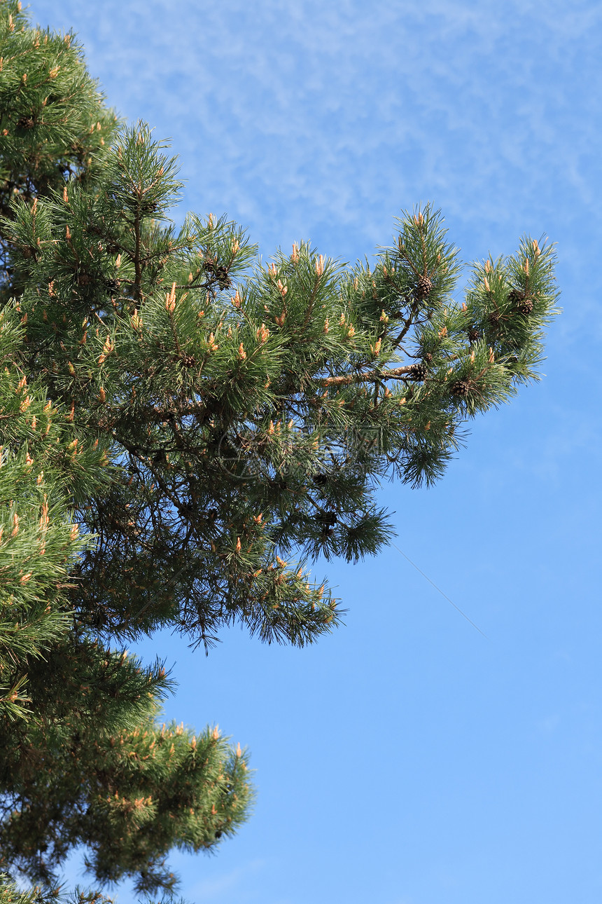 松树树天空生态木头空气环境树干森林生长图片
