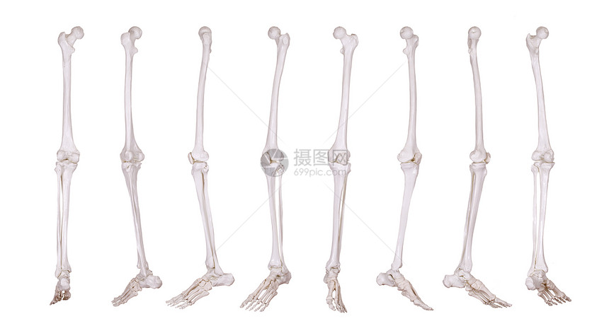 骨架腿的细细科学软骨药品骨骼生物学治疗医疗风湿病疾病身体图片