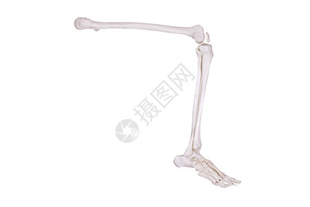 骨架腿的细细身体生物学治疗医院风湿病药品膝盖软骨疾病骨骼背景图片