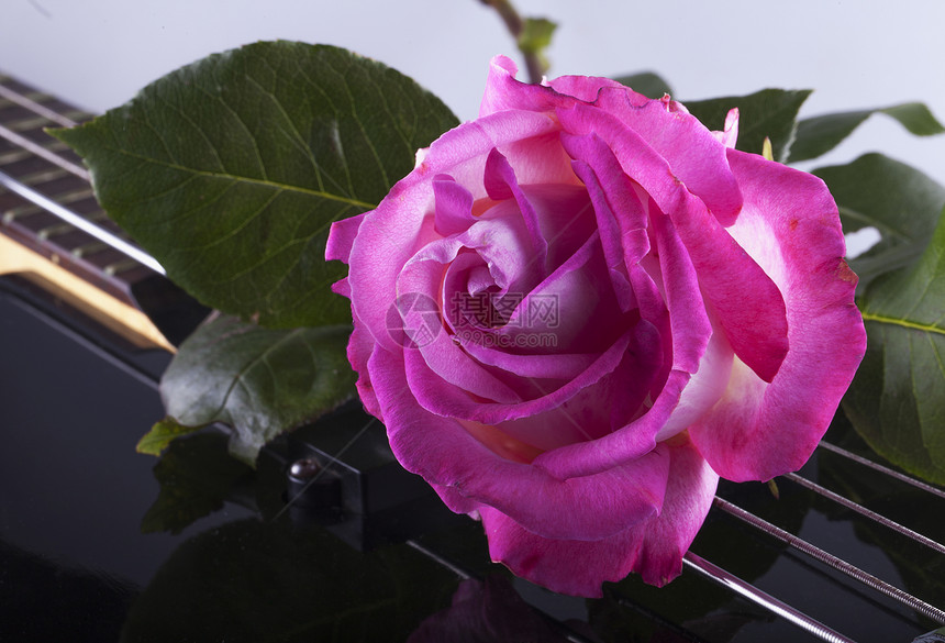 玫瑰比低音音乐白色乐器黑色花瓣红色蓝色婚礼艺术吉他图片