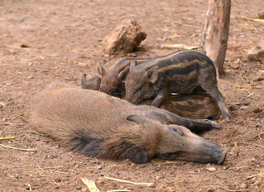 野猪喂养婴儿荒野动物哺乳动物毛皮条纹森林孩子动物园小猪妈妈图片