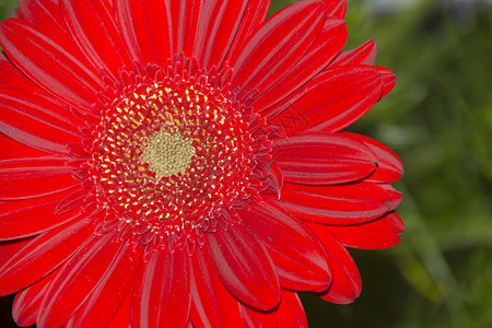 红色发热器配种颜色花园植物群花期花艺庭园植物火焰植物园背景图片