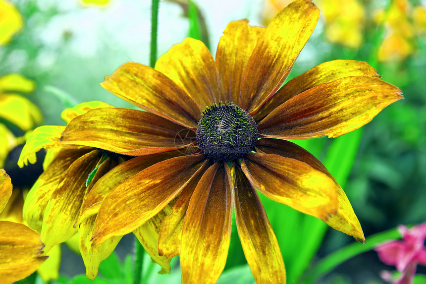 切纳西亚叶子琥珀色向日葵黄色庭园太阳帽邮票花朵雏菊绿色图片