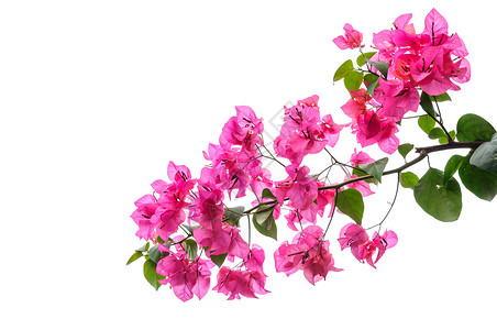 边框素材藤蔓孤立的布干维尔a边框粉色藤蔓角落叶子气候植物花卉热带装饰背景