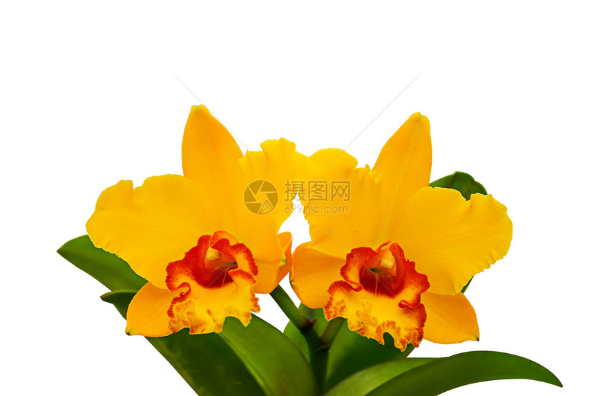 孤立的兰花花花园花朵黄色栽培花束植物学香味种植热带植物图片