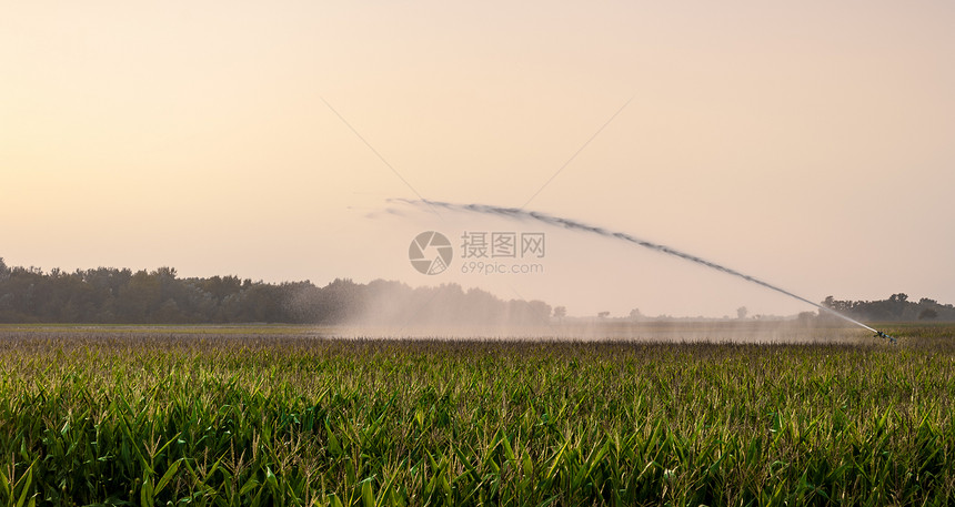 玉米田灌溉生态洒水器植物水分喷口环境喷薄喷射流动生长图片