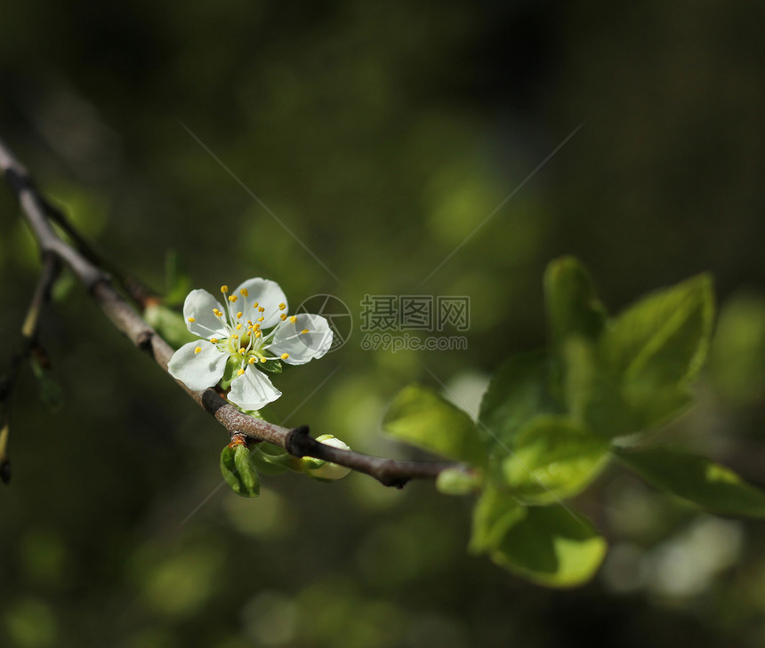 白果树花开花图片