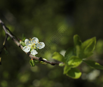 白果树花开花高清图片
