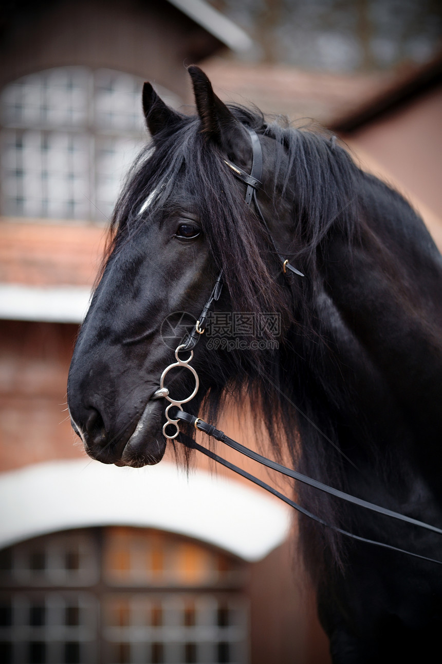 黑马的肖像警觉马具毛皮眼睛跑步农场骑术动物牧场运动图片