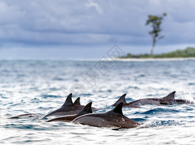 亚岛海豚螺旋海豚背景