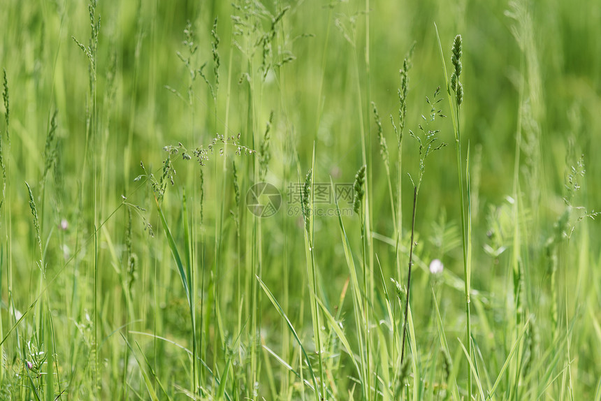 绿草背景花园土地院子植物群公园植物季节环境场地绿色植物图片