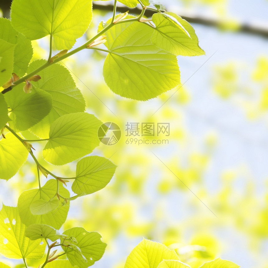 春季生命年假叶子晴天阳光环境生态天空蓝色绿色太阳风景图片