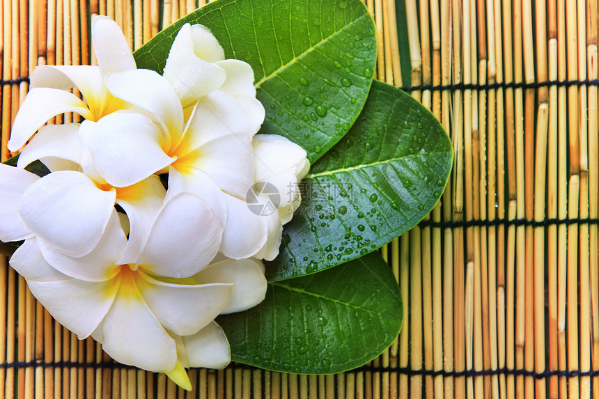 白色frangipani花花束和绿色叶子 带新鲜瓦图片