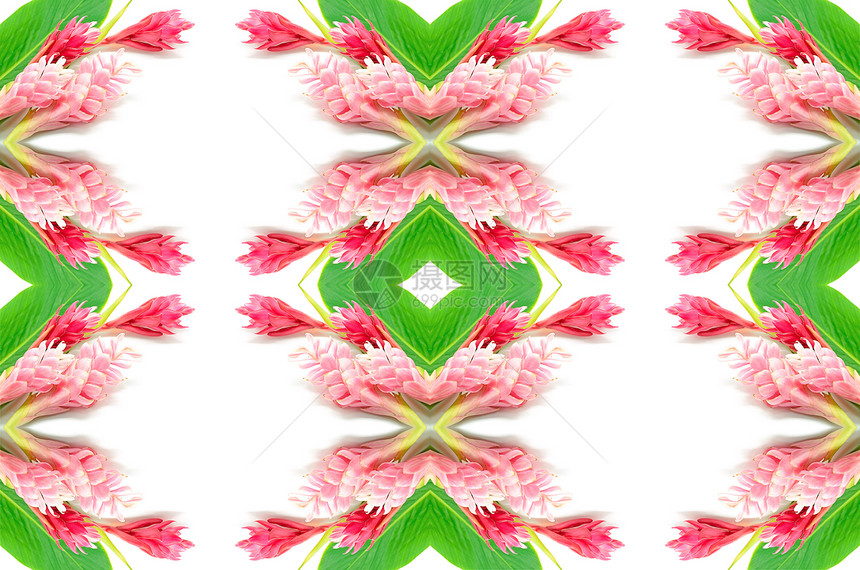 红姜植物紫姜生长热带粉色花卉绿色情调花园异国图片