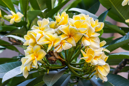 天然树公园植物寺庙情调邀请函异国香水香味鸡蛋花花瓣背景图片