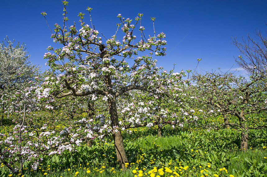 苹果树果园农业院子蓝色草地花园植物风光生长花瓣环境图片
