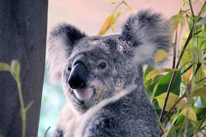 澳大利亚Koala Bear树叶野生动物考拉图片