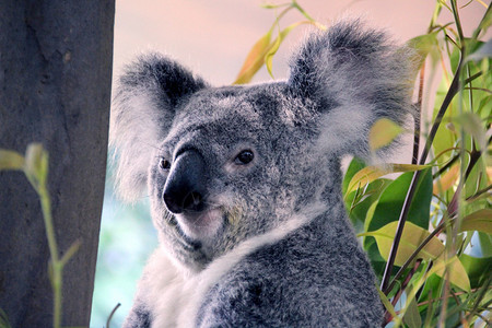 澳大利亚Koala Bear树叶野生动物考拉高清图片
