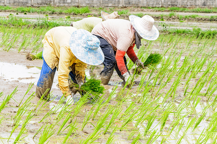 水稻苗移植劳动幼苗绿色农作物农村土壤场地农业稻田图片