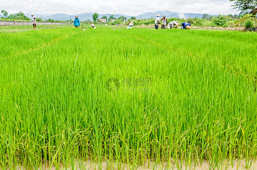 种植稻苗的农民稻田农作物农村土壤场地幼苗绿色农业劳动图片