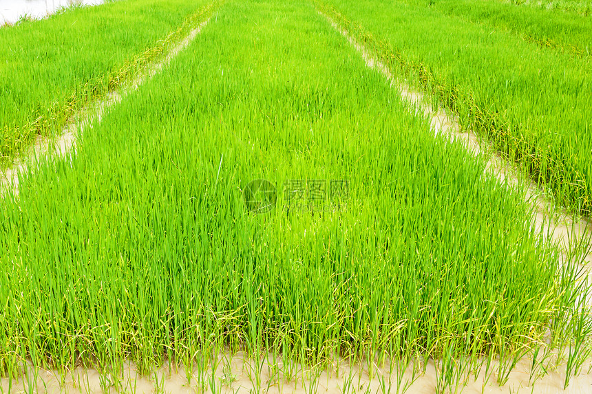稻苗土壤农业幼苗农村稻田农作物场地绿色图片