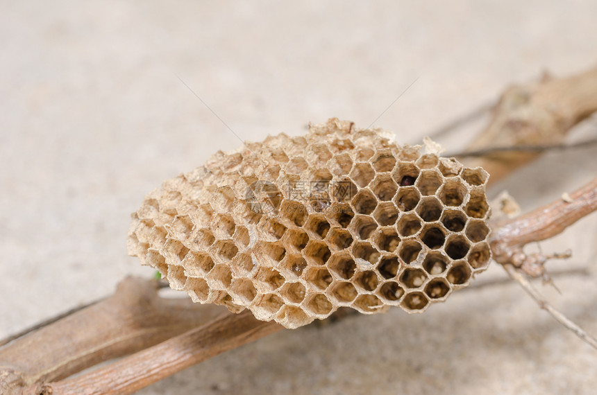 黄蜂巢黑色蜂巢荒野危险昆虫蜜蜂梳子家庭细胞野生动物图片