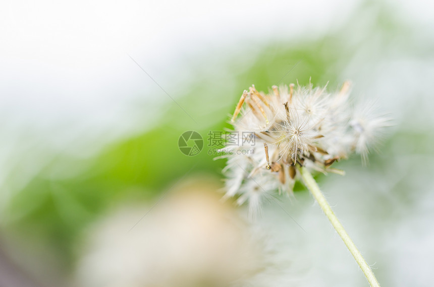 鲜花工厂宏观植物生活杂草花园草地植物群环境生长图片