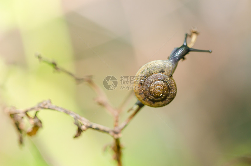 刺树和树木螺旋植物环境热带花园野生动物绿色宏观棕色叶子图片