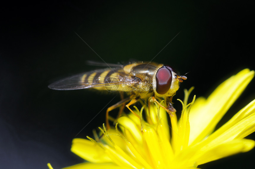 黄苍蝇触角黄色漏洞动物翅膀植物生活花蜜花园昆虫图片