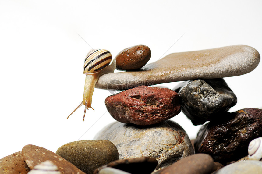 岩石上的蜗牛动物环境螺旋花园螺旋体蜗牛壳白色宏观田螺鼻涕虫图片