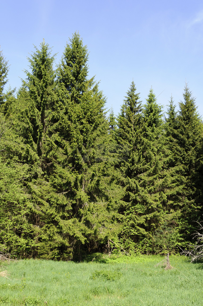 斯普鲁采森林分支机构云杉林绿色环境松树树木木头植物植被草地图片