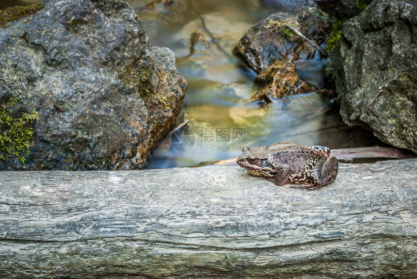 青蛙在上苔藓岩石飞跃动物石头棕色手指叶子眼睛图片