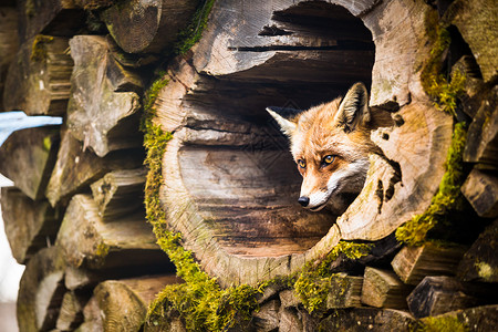狐狸脸红狐狸野生动物女性哺乳动物幼兽荒野眼睛捕食者犬类动物动物园背景