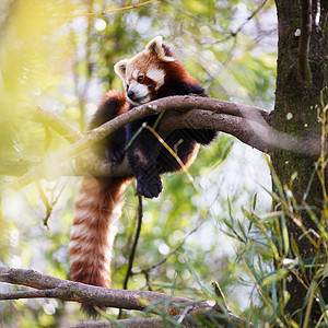 尼泊尔语红熊猫点燃的闪光猫富根竹子栖息地野生动物动物园宠物公园荒野食肉树叶背景