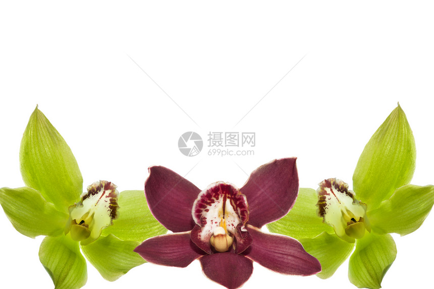 兰花花瓣植物热带花瓶红色紫色织物白色粉色植物学图片