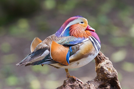 普通话鸭男性掌状账单橙子荒野野生动物羽毛紫色形目鸟类背景