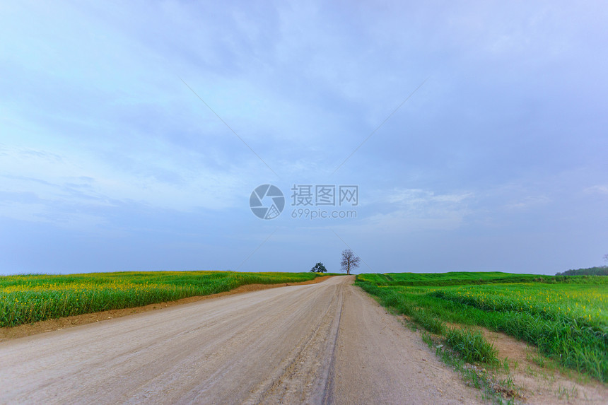 自然景观植物绿色晴天树叶场地花园墙纸天空黄色叶子图片